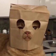 这个杀手有点冷