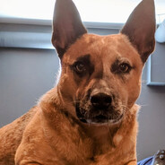 Chief - steam id 76561197970546095