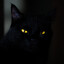 blackcat