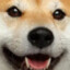 doggo