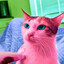 Bingus 1