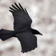 OiseauGuerrier - steam id 76561197960483287