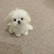 救救我救救我救救我