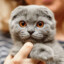 supremefriendlycat