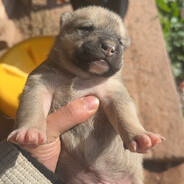 哑巴队友麻烦死一边去