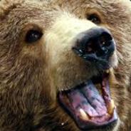 Teddy