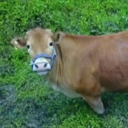 CaptainCowCow