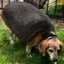 Obese Beagle