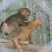 SAPIK MAYMUN avatar