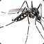 #WildMosquitos.KiriosGenikos