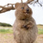 THE QUOKKA