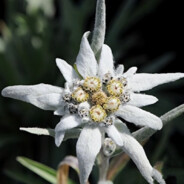 Gebirgsjäger 北小牧