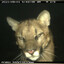 A Cat From Hell