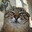 Meow (The Awper)