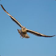 stanisls - steam id 76561197970555282