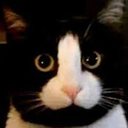Lashi Cat