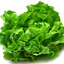 Lettuce