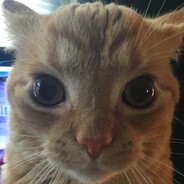 Bolbi