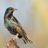 Starling