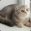 кусок кота
