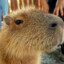 Ing Capibara