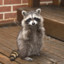 Raccoon