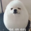 EGGDOG