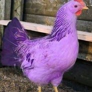 khaoschicken238