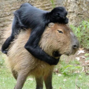 理塘纯真丁一郎