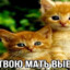 ЖАБИЙ ХОР
