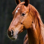 ... - steam id 76561199708152163