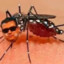 Aedes_Egypit