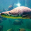 ARAPAIMA