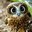 Owlet