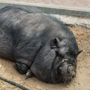 жiрнiй свiнтуст св