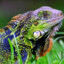 IguanaDinBalcon