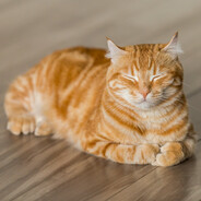 PePisWeeT CaT avatar