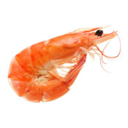KKmaron