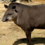 tapir