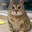 cute kitty avatar