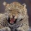 Shroud Leopard