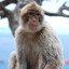 Macaco