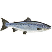 cysiek1239 avatar