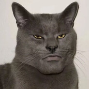 GRAY CAT