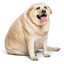 FatDog