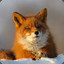 Foxxx