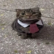 Tom the cat