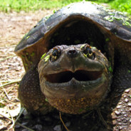 Tartarugus