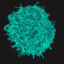 Killer T cell