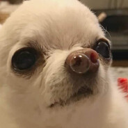 diegodominrui